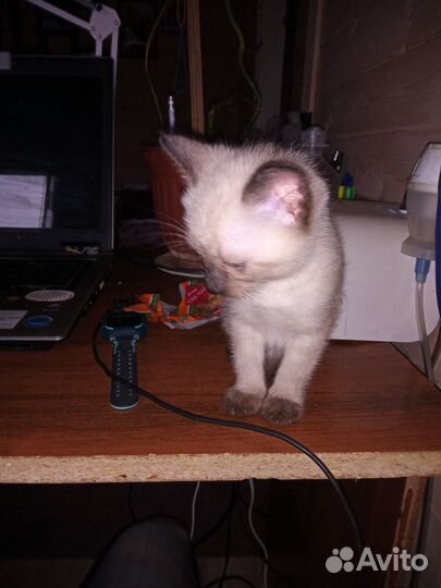 Сиамские котята