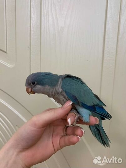 Попугай калита монах