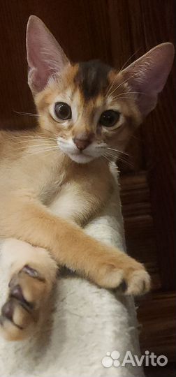 Абиссинские котята