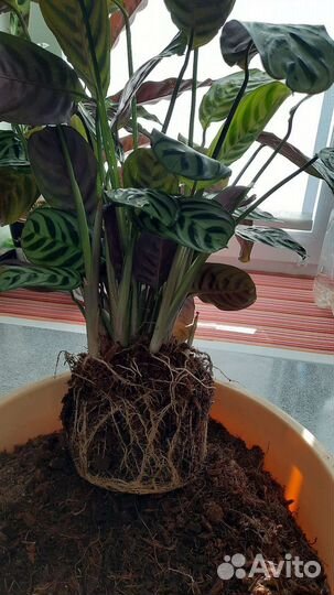 Ктенанта Бурле-Маркси