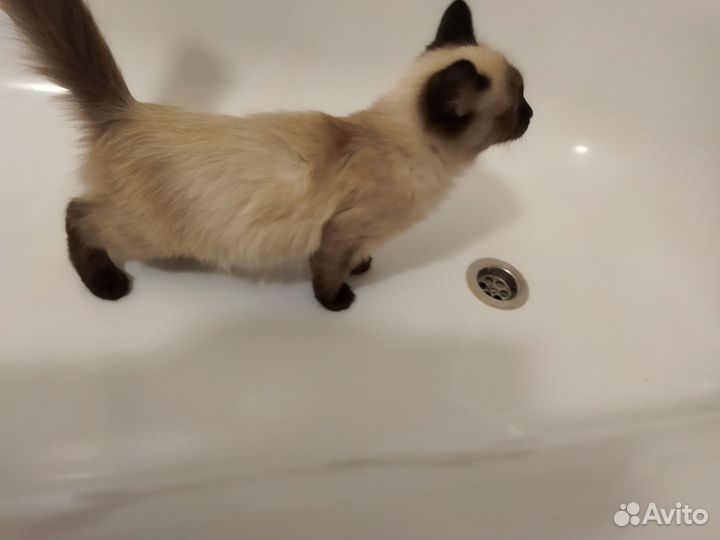 Сиамский котёнок