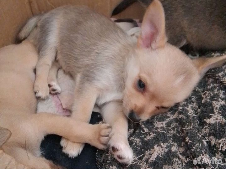 Той-терьер щенки