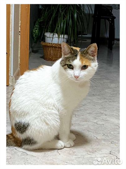 Кошка в добрые руки