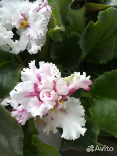 Фиалки цветущие