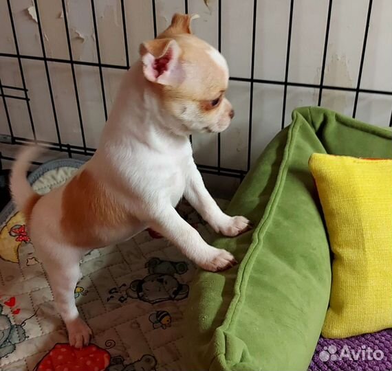 Щенки чихуахуа