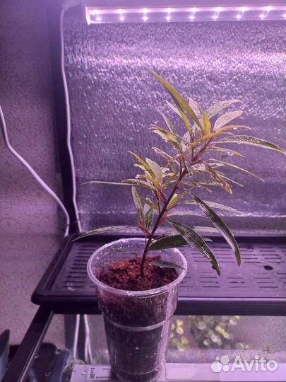 Фикус тигр барк