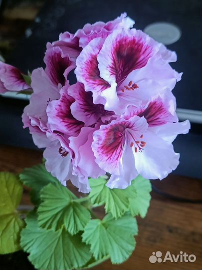 Герань пеларгония