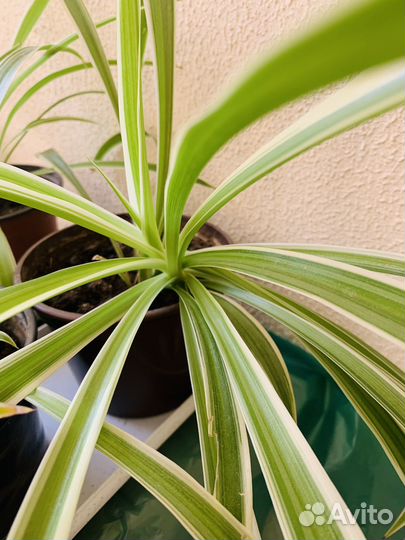 Хлорофитум