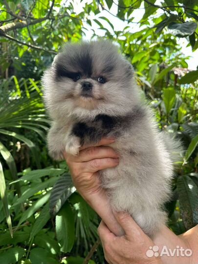 Шпиц девочка мерле