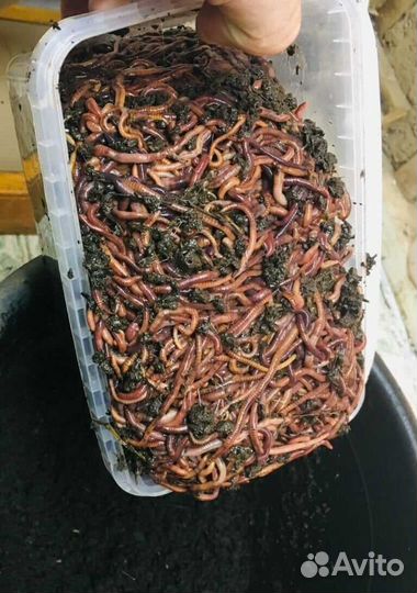 Калифорнийские дождевые черви