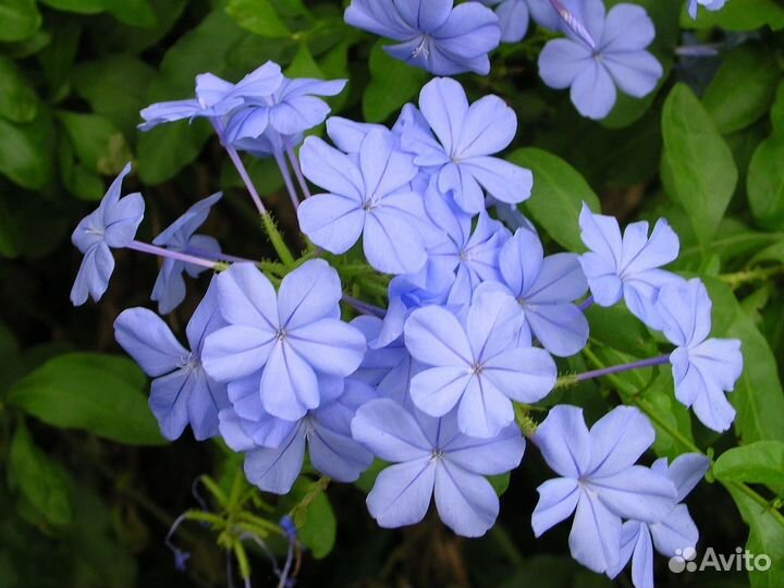 Плюмбаго (свинчатка)