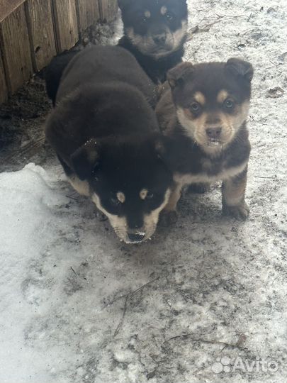 Щенки в добрые руки