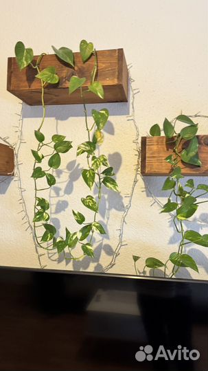 Сциндапсус золотистый