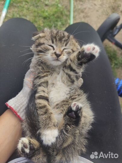 Котик в добрые руки