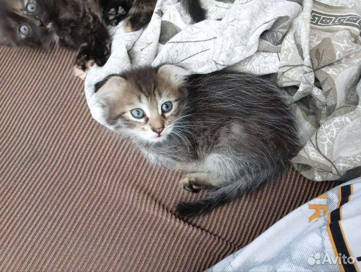 Котята в дар