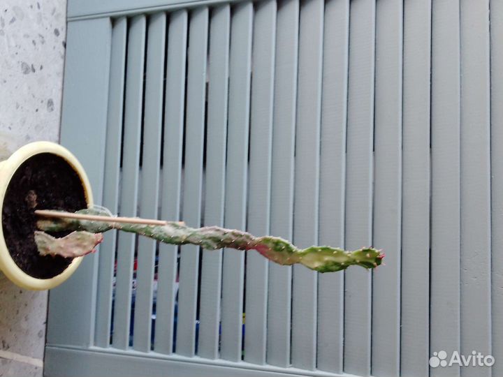 Пальма финиковая, орхидея