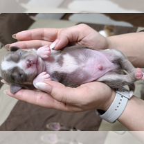 Чихуахуа, щенок