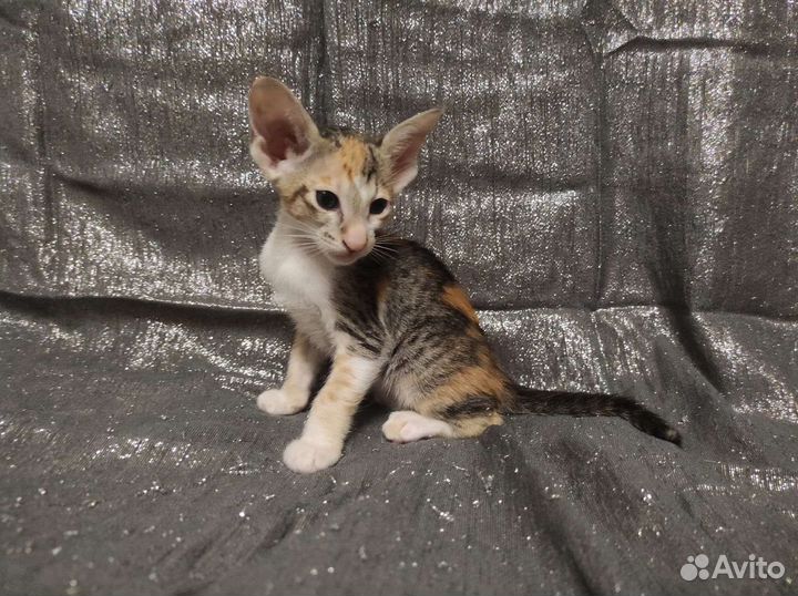 Ориентальные котята