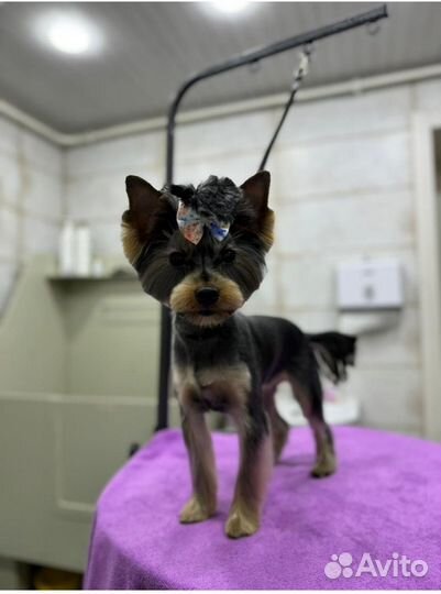 Йоркширский терьер