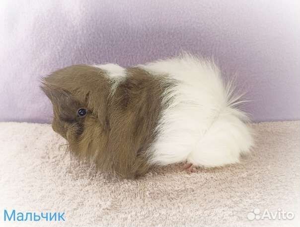 Морские свинки перуанские тедди альпака