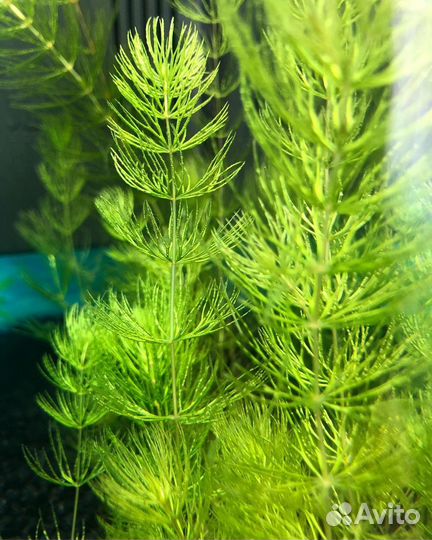 Аквариумистика