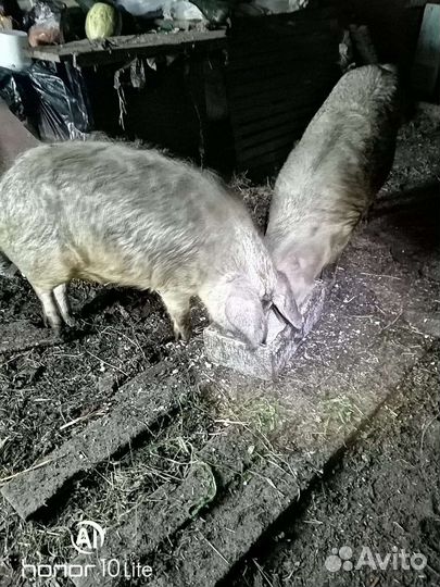 Свиньи Венгерская мангалица