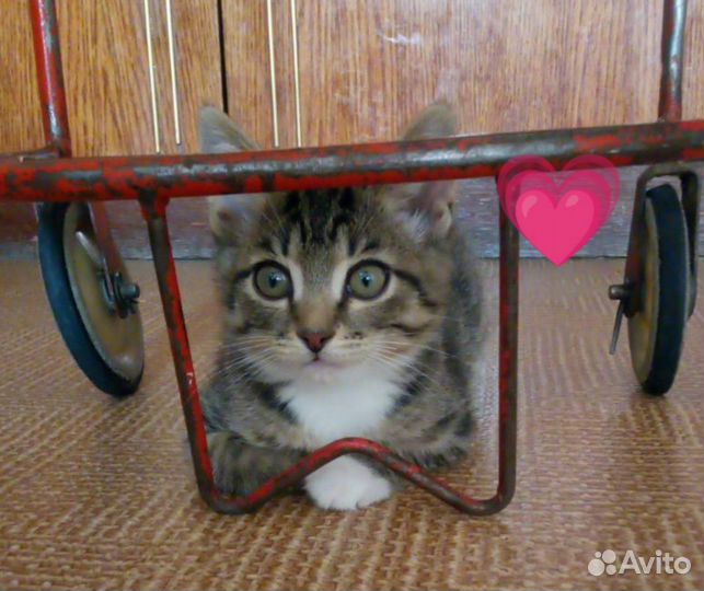 Котята в добрые руки