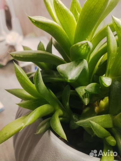 Редкие суккуленты