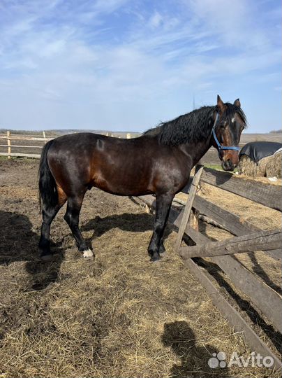 Жеребец орловский рысак