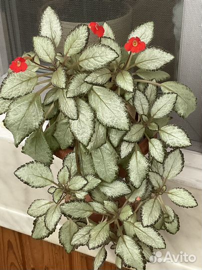 Эписции разные