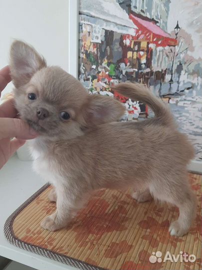 Чихуахуа лиловый мальчик
