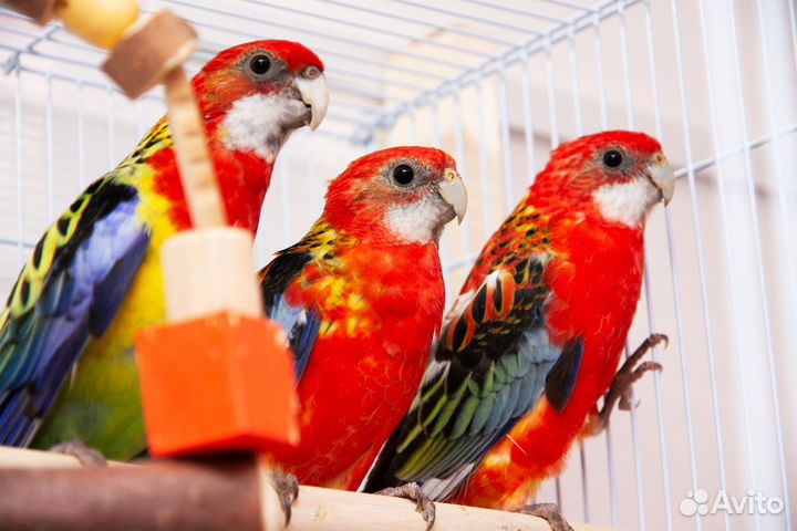 Лучшие Розелла птенцы для Вас