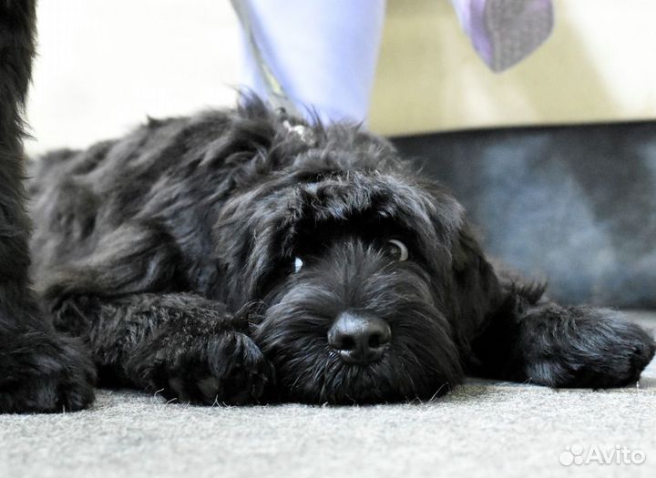 Русский черный терьер. щенки