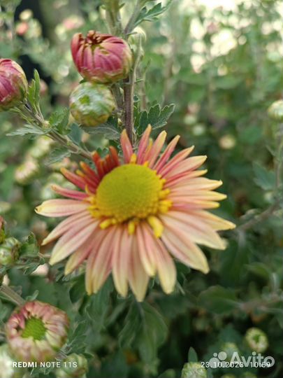 Черенки хризантемы