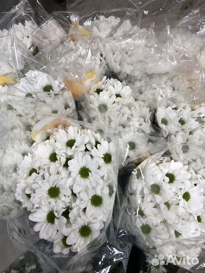 Хризантема