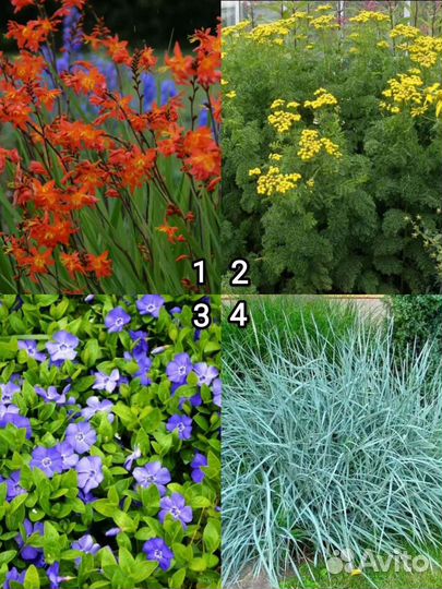 Многолетние садовые цветы для сада
