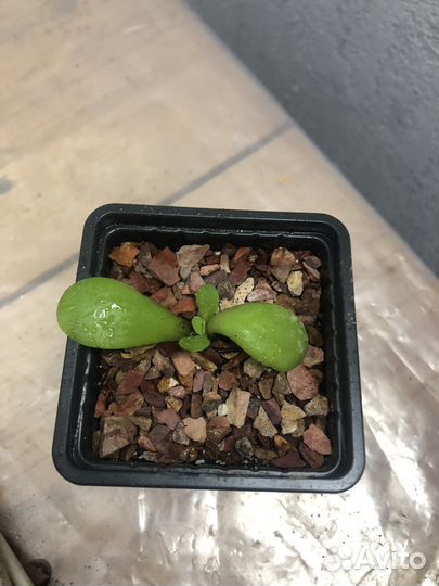 Суккуленты детки и черенки