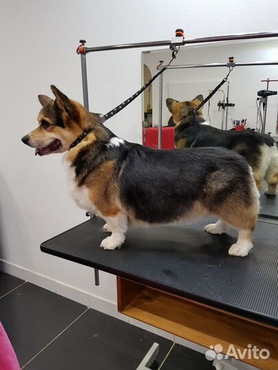 Стрижка собак Модельки