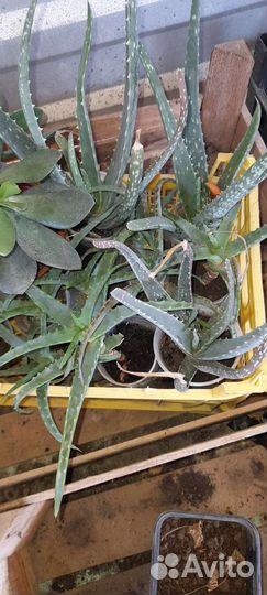 Алоэ вера,алоэ