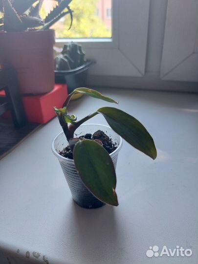 Эпипремнум, филодендрон