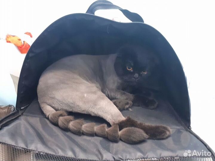 Стрижка собак и кошек