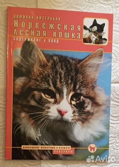 Содержание кошек Мейн Кун Сфинкс Британская