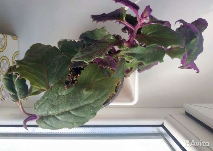 Гинура Красивый молодой вьющийся цветок фиолетовый