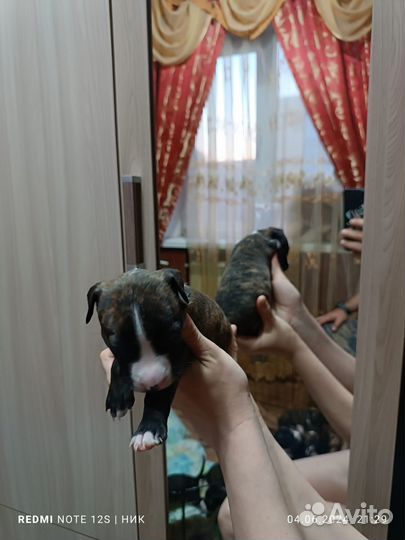 Щенки стаффорда