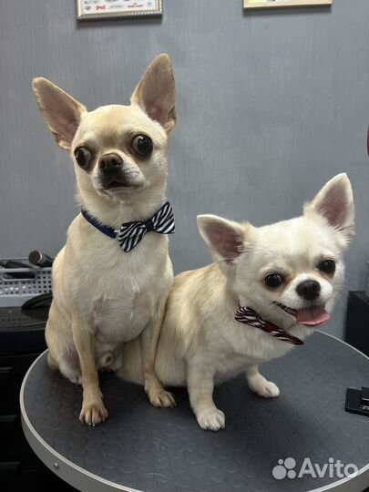 Стрижка собак груминг