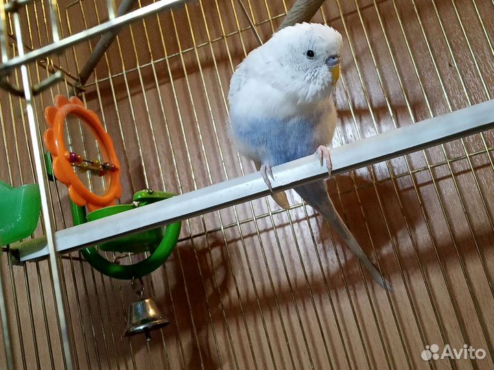 Клетка для попугая