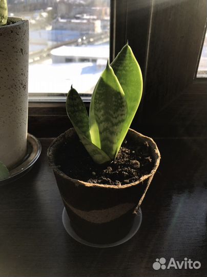 Ростки сансиверия