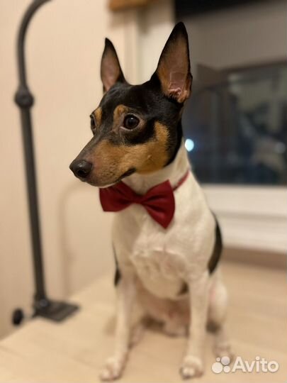 Стрижка собак и кошек на дому