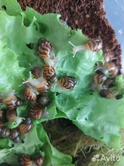 Улитки ахатины