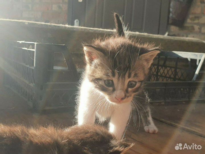 Котята в добрые руки бесплатно